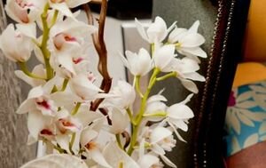 Цветы, которые сохраняют семью