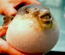 Рыба фугу - игра со смертью