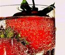 Секс из холодильника