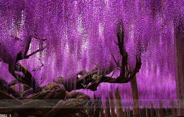 японская глициния