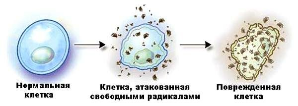 Свободные радикалы в организме человека
